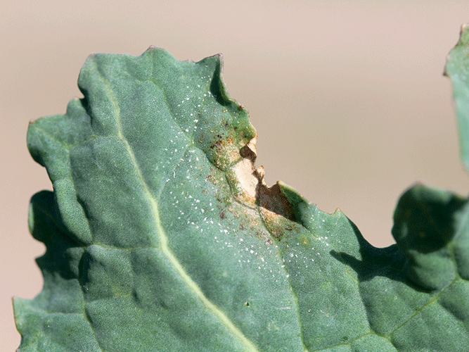 Tegn på angreb af lys bladplet i vinterraps