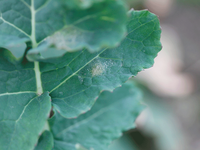 Tegn på angreb af lys bladplet i vinterraps