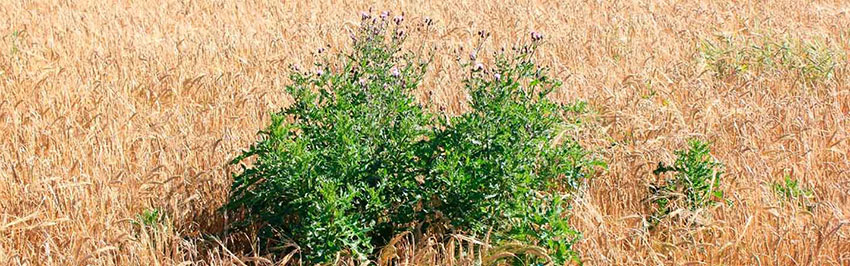 Billedet viser en grøn tidsel i en gul kornmark.