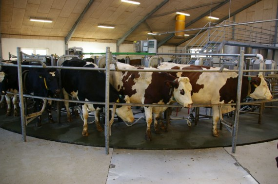 Køer i malkestald
