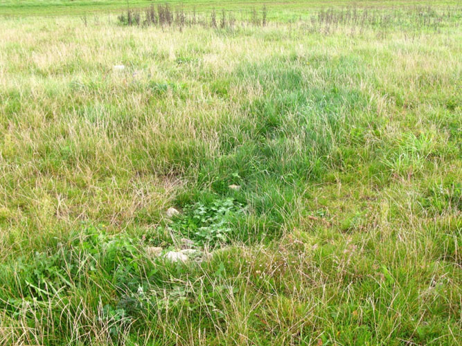 Grønt græsområde med tydelige bræmme af bevoksning, som har fået tilført ekstra nærringsstoffer fra drænvand, der løber ud i randzonen