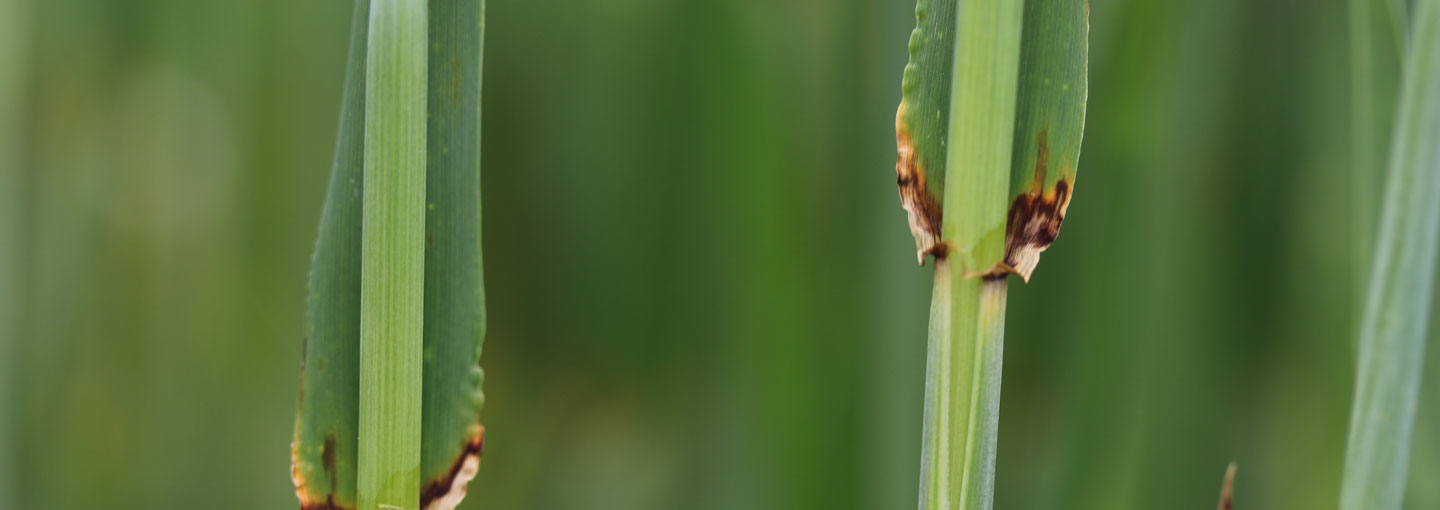 Svampeangreb i vårbyg