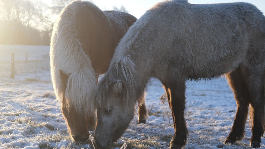 Græssende islandske heste