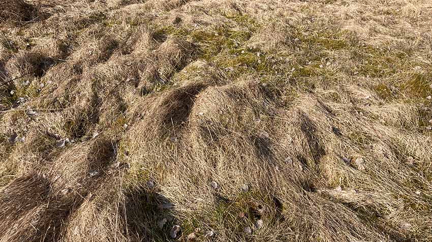 Det er naturligt, at der er græssende dyr i naturen året rundt. Der 