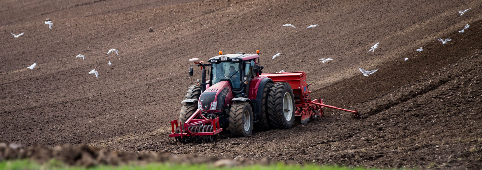 En rød traktor kører hen over en sort mark med ringle fortil og såmaskine bagtil. Måger flyver rundt om traktoren