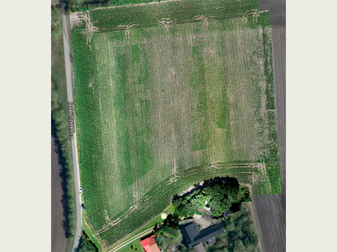 Dronebillede af det pletsprøjtede areal.