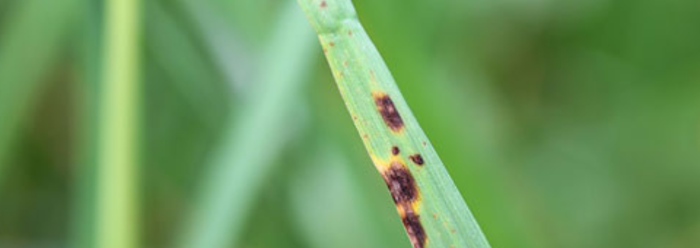 Strandsvingel, svampeangreb