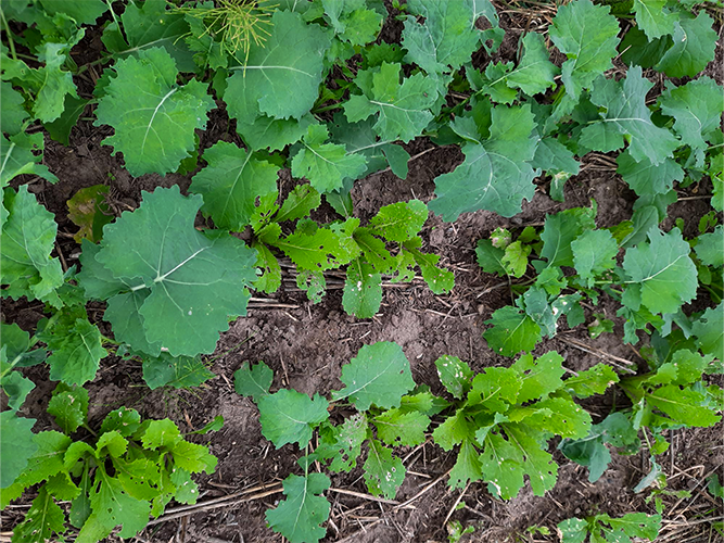 Nærbillede af foto 4 fotograferet 20. september 2021 af Peter Schmidt Nielsen, Velas. Bemærk huller som følge af gnav fra rapsjordlopper.