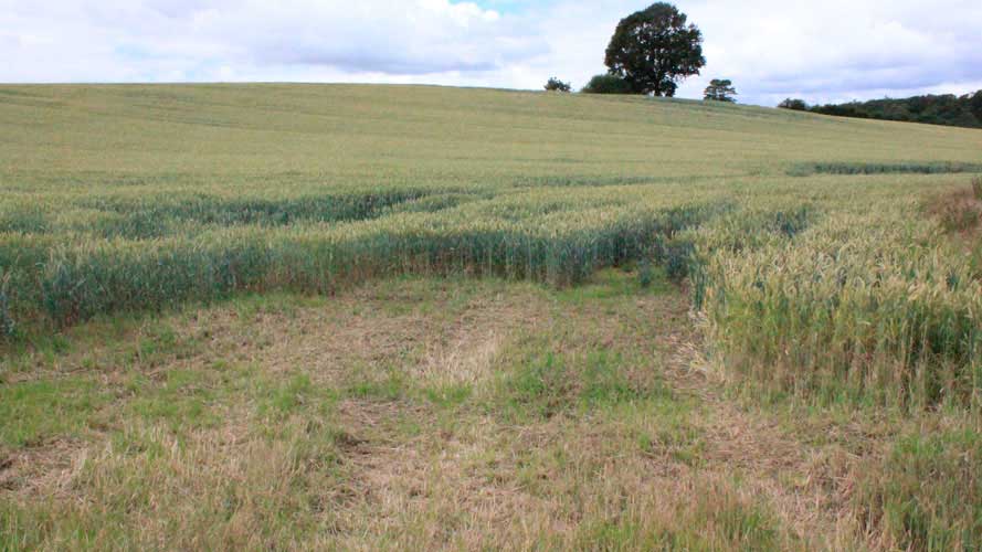 Plet med gold hejre og rajgræs er slået kort efter skridning inden planterne har nået at sætte frø.