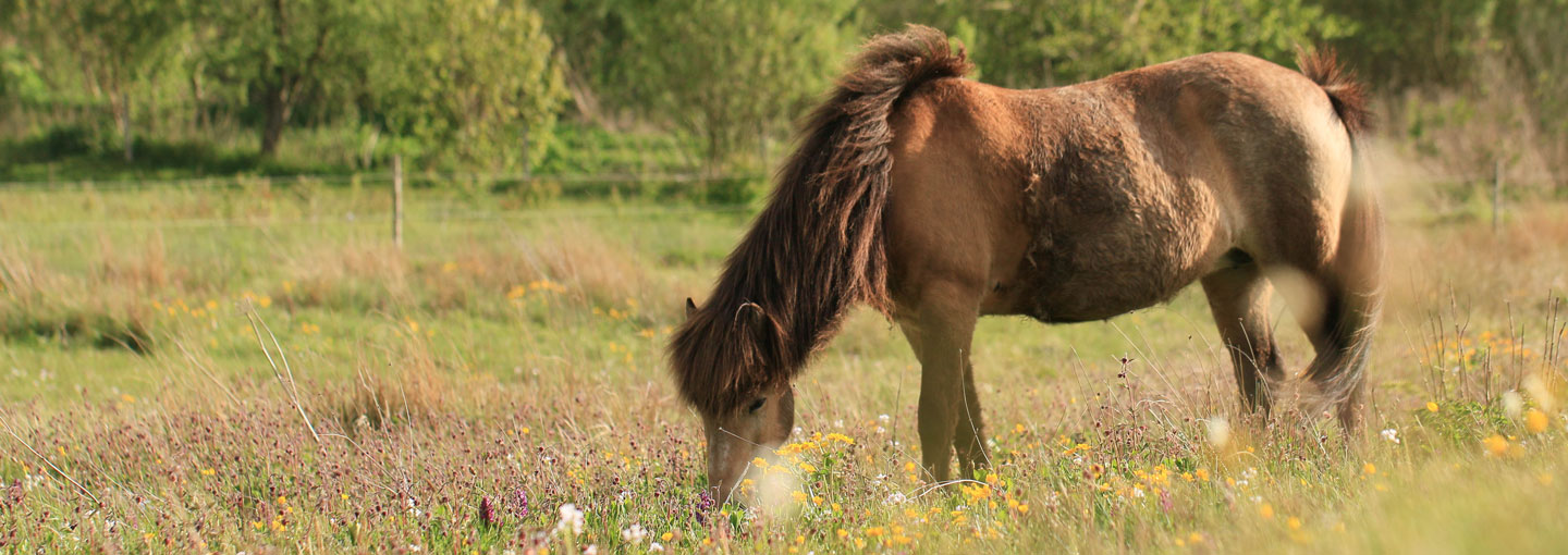 Græssende hest