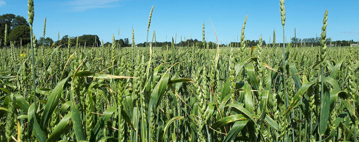 Angreb af bygfluer i vårhvede