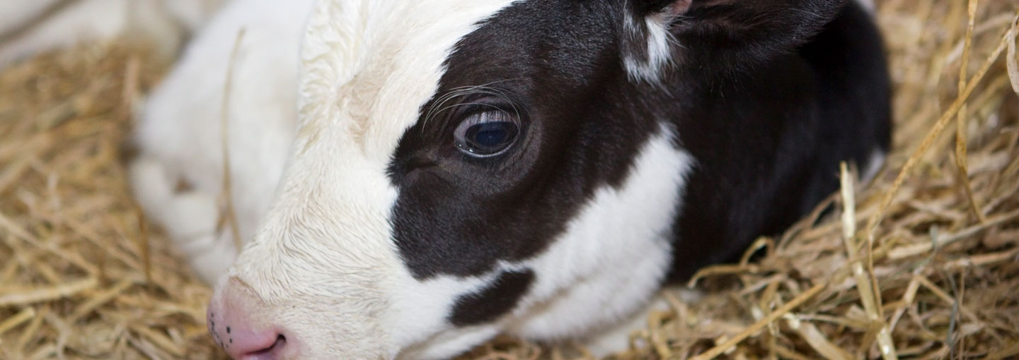 Nærbillede af kalv