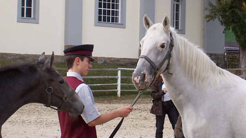 For mange pony-, småheste-  og specialracer kommer racepræget til udtryk i hovedets størrelse og form