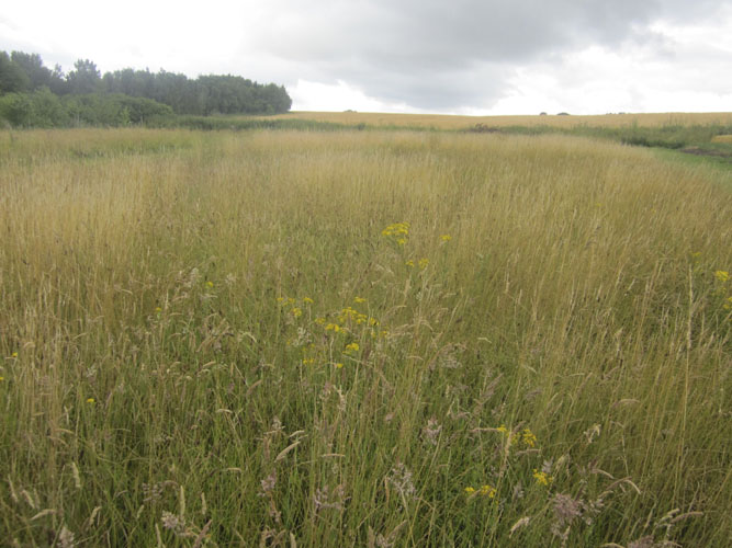 Tidligere omdriftsareal med masser af blomster
