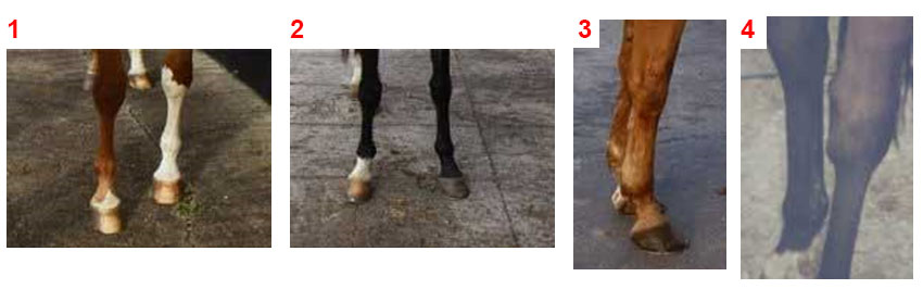 Eksempler på fodstillinger på heste