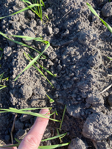 Begyndende angreb i efteråret 2022. Et blad er trukket med ned i jorden