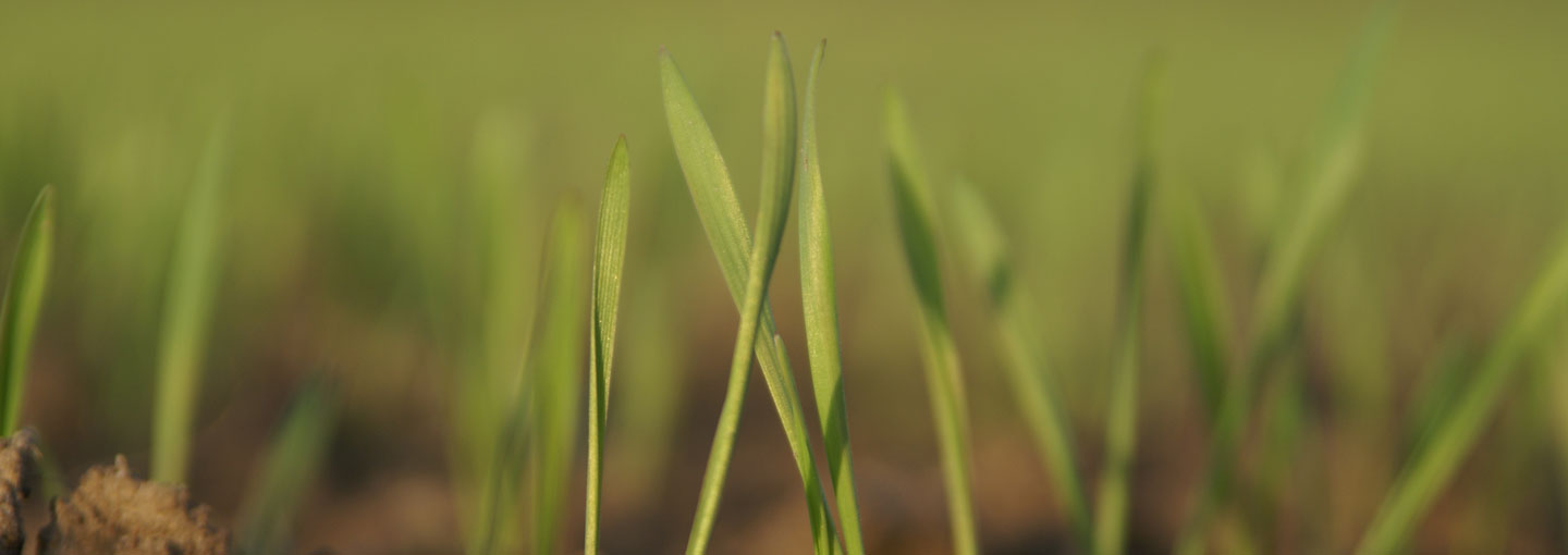 Fremspiret vintersæd