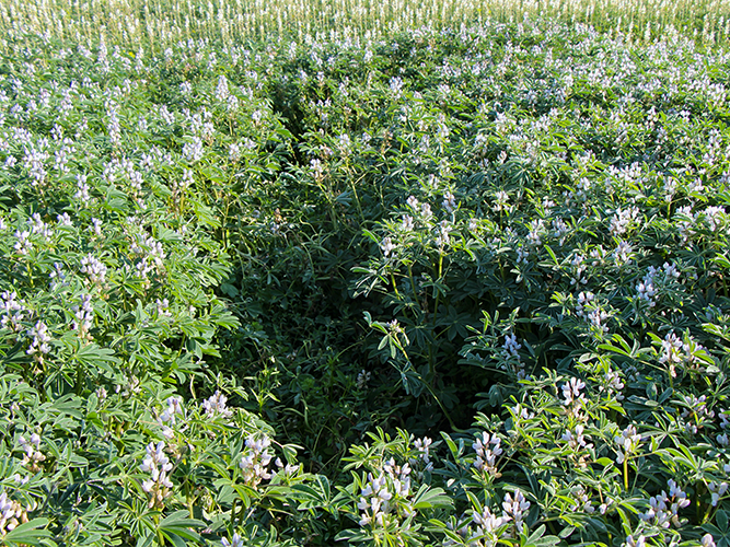 Antracnose i hvid lupin i kanten af parcellen til højre. Angrebene får planterne til at bøje, så væksten ved tidlige angreb bliver meget lav. Fotograferet 29. juni 2022. Fotograf Ghita Cordsen Nielsen, SEGES.