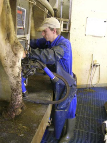 Medarbejder i malkerummet sætter malkemaskine på koens yver