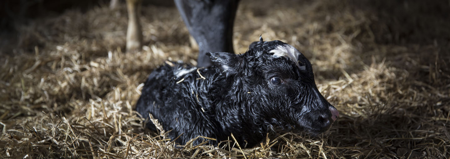 Nyfødt sort-hvid kalv ligger i leje af halm