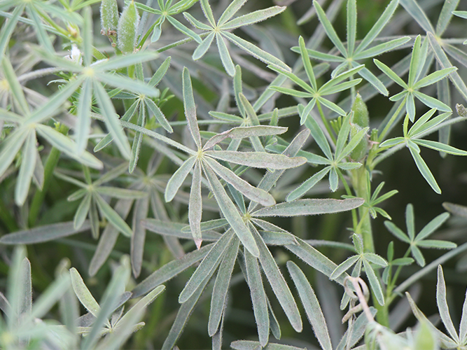 Kløverskimmel i smalbladet lupin. De fleste blade er misfarvede af angreb, men til højre ses grønne uangrebne blade. Fotograf Ghita Cordsen Nielsen, SEGES.