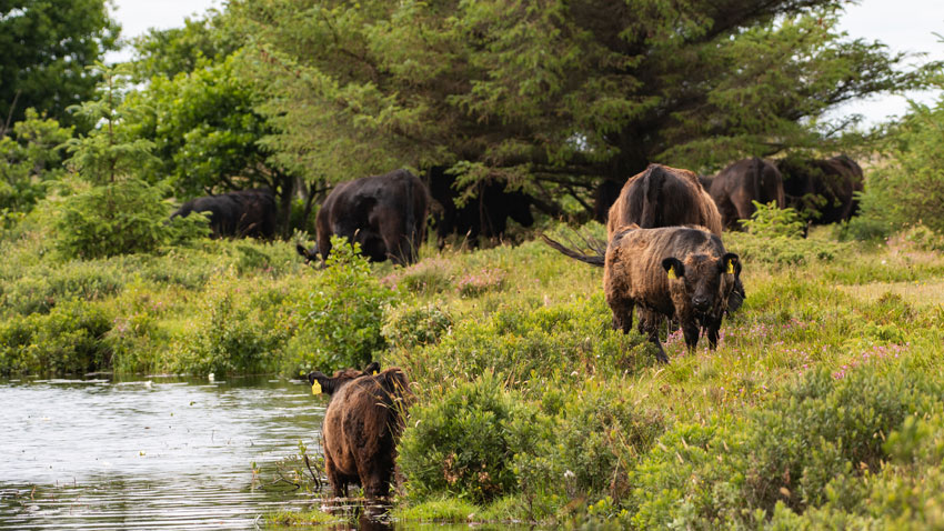 Græssende Galloway kvæg ved Holtemen på Læsø