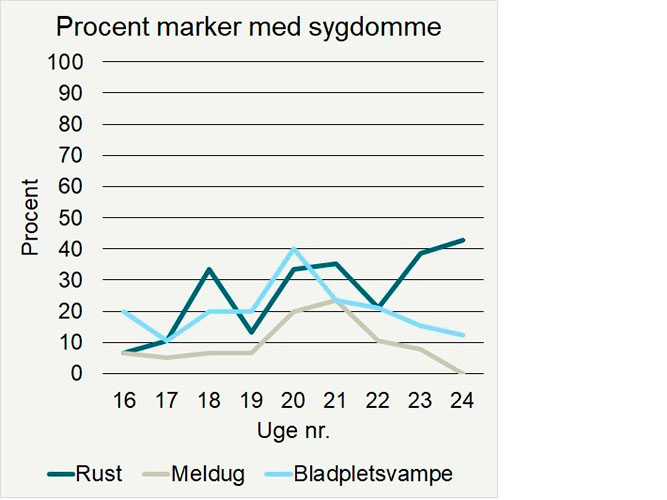 Procent marker (ubehandlet) med forekomst af svampesygdomme I engrapgræs 2020.