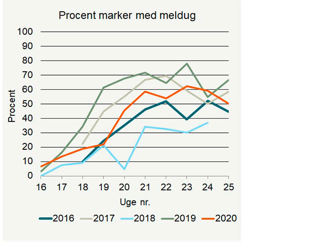Procent marker (ubehandlet) med forekomst af meldug i rajgræs i 2016-2020.