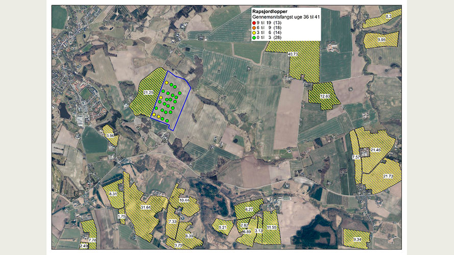 Fangster af rapsjordlopper i de 24 fangbakker ved Gjern samt rapsmarker i området i sæson 