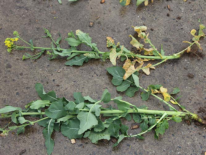 To sorter som står nabo til hinanden i sortsforsøg med og uden symptomer