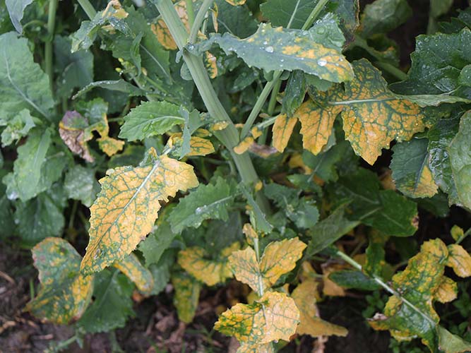 Raps med formodet magnesiummangel