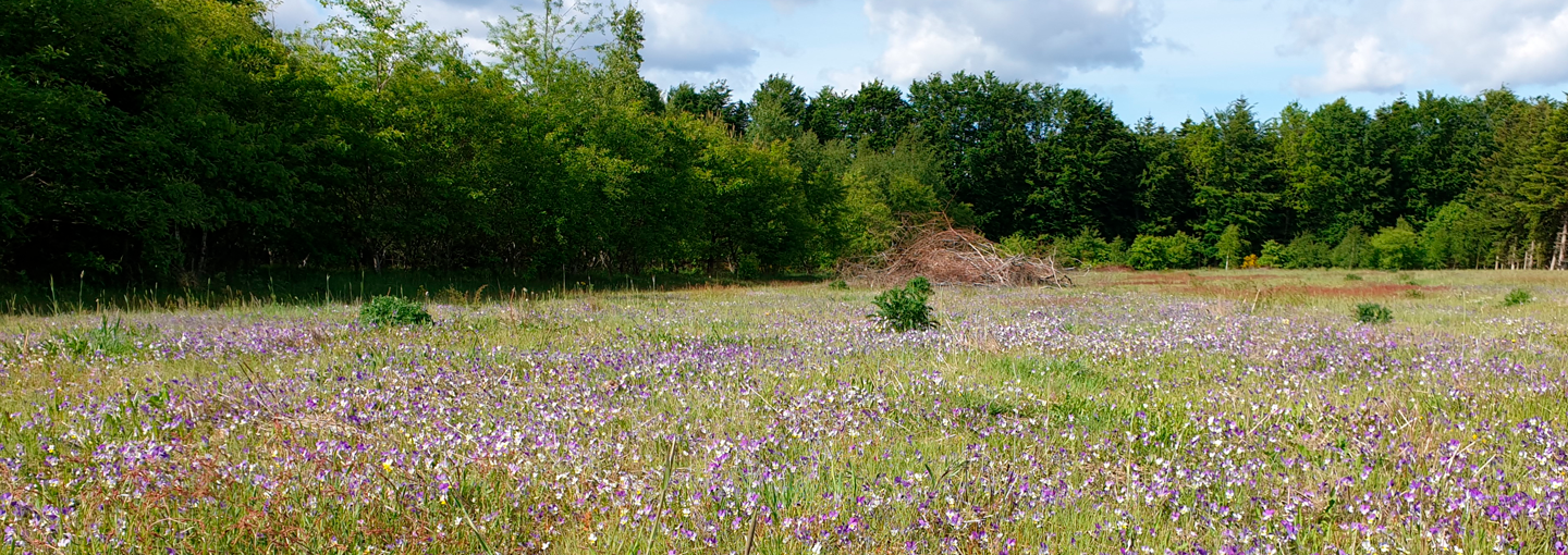 Rugmark omlagt til natur. Foto: Heidi Buur Holbeck