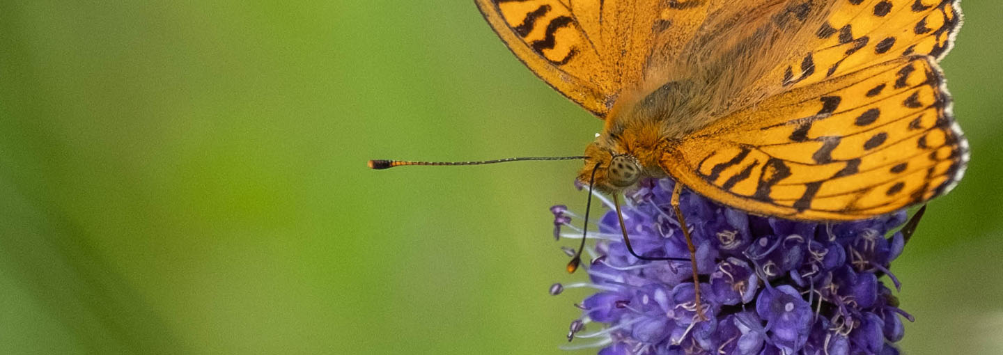 Nærbillede af en sommerfugl på en lilla blomst