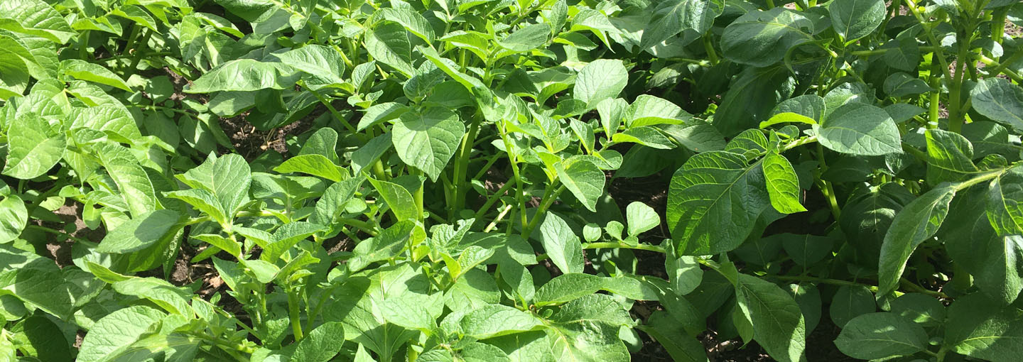 hero skimmelstyring kartoffelskimmel